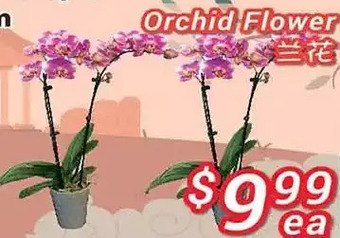 Orchid flower