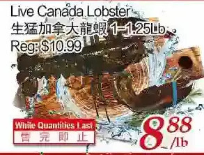 Tone Tai Supermarket Live canada lobster offer