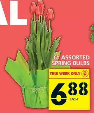 Food Basics 6" spring bulbs offer