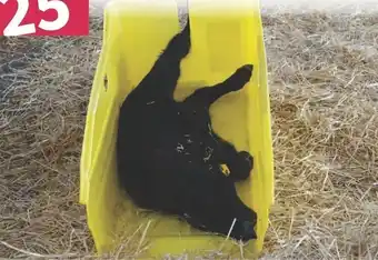 Co-op Sun-Tag Ultimate Calf Sled offer