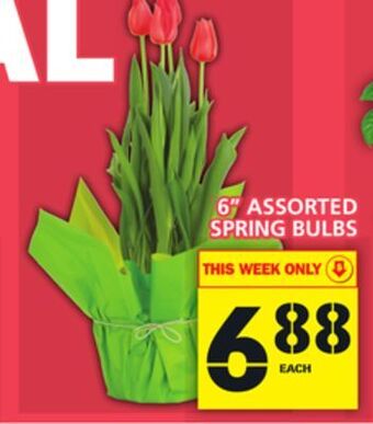Food Basics 6" assorted spring bulbs offer