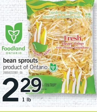Fortinos Bean sprouts, 1 lb offer