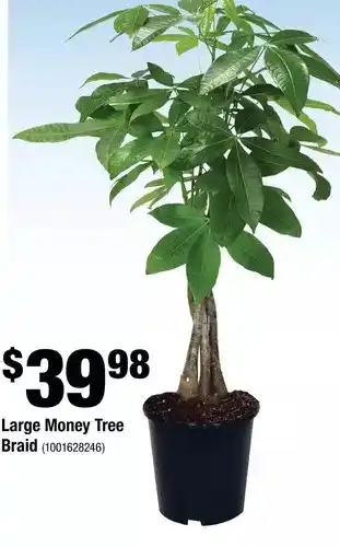 Home Depot Large money tree braid offer