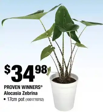 Home Depot Proven winners alocasia zebrina offer