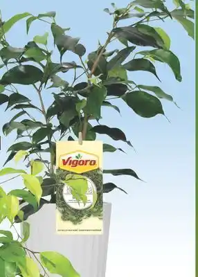 Home Depot Ficus benjamina green offer
