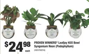 Home Depot Proven winners® leafjoy h2o bowl syngonium neon (podophyllum) offer