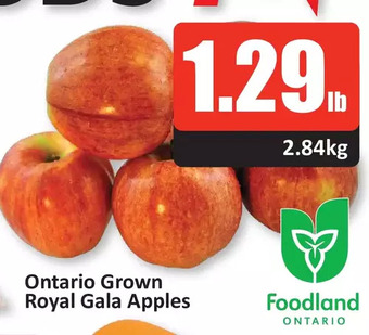 Starsky Ontario grown royal gala apples offer