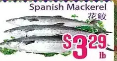 Spanish mackerel