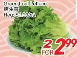 Green leaf lettuce