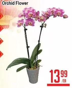 Skyland Foodmart Orchid flower offer