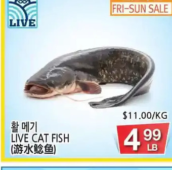 H-Mart Live cat fish offer