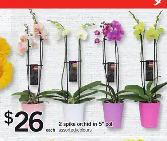 Fortinos 2 Spike orchid in 5 offer