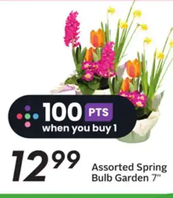 Sobeys Assorted spring bulb garden offer