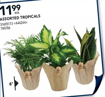 Lowe's Assorted tropicals offer
