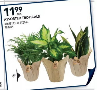 RONA Assorted tropicals offer