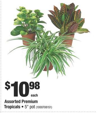 Home Depot Assorted premium tropicals offer
