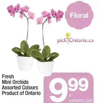 Highland Farms Fresh mini orchids offer