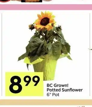 IGA BC Grown! Potted Sunflower offer