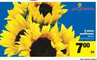Real Canadian Superstore 5 Stern Sunflower offer