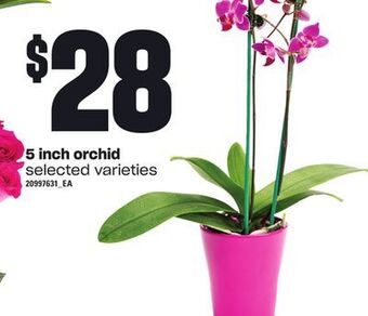 Loblaws 5 inch orchid offer