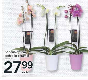 Fortinos 5" double stem orchid in ceramic offer