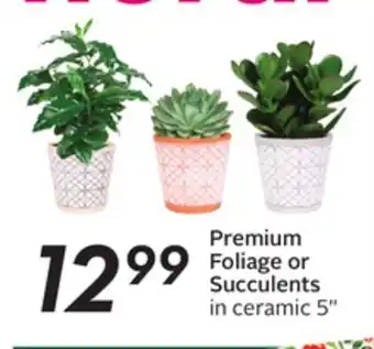 Sobeys Premium foliage or succulents offer