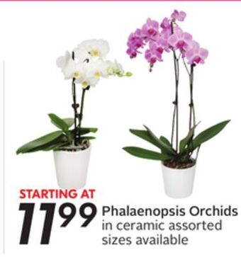 Sobeys Phalaenopsis orchids offer