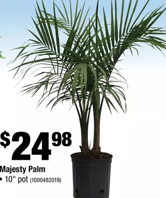 Home Depot Majesty palm offer