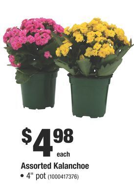 Home Depot Assorted kalanchoe offer