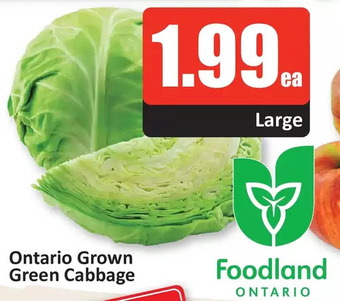 Starsky Ontario grown green cabbage offer