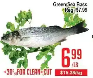 Green sea bass