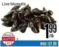 Nations Fresh Foods Live mussels offer