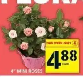 Food Basics 4" mini roses offer