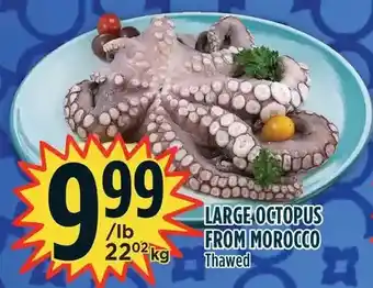 Marché Adonis Large octopus from morocco offer