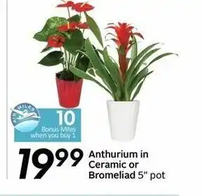 Sobeys Anthurium in Ceramic or Bromeliad offer
