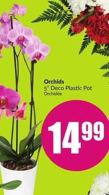FreshCo Orchids 5" deco plastic pot offer