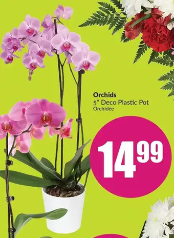 FreshCo Orchids offer