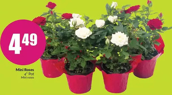 FreshCo Mini roses offer