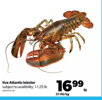 Real Canadian Superstore Live atlantic lobster offer