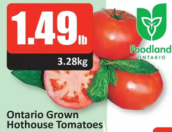 Starsky Ontario grown hothouse tomatoes offer
