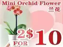 Mini orchid flower