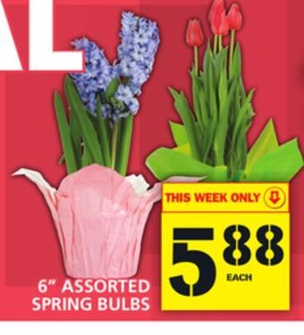 Food Basics 6" assorted spring bulbs offer