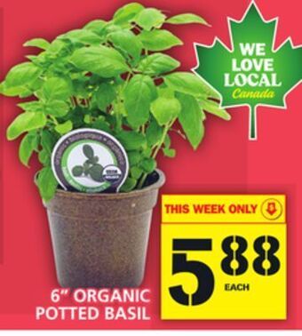 Food Basics 6" organic potted basil offer