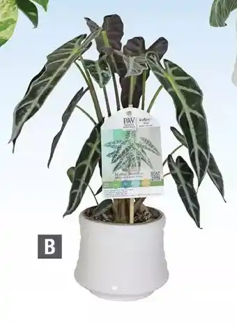 Home Depot Proven winners alocasia bambino offer