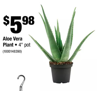 Home Depot Aloe vera plant offer