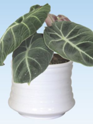 Home Depot Alocasia black velvet offer