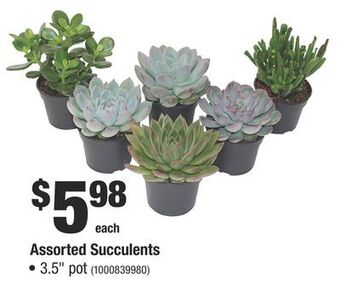 Home Depot Assorted succulents offer