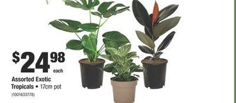 Home Depot Assorted exotic tropicals offer