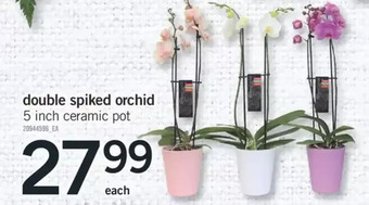 Fortinos Double spiked orchid offer