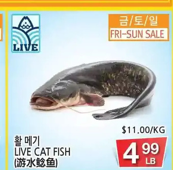 H-Mart Live cat fish offer